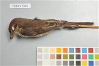 藏品(紅尾伯勞)的圖片